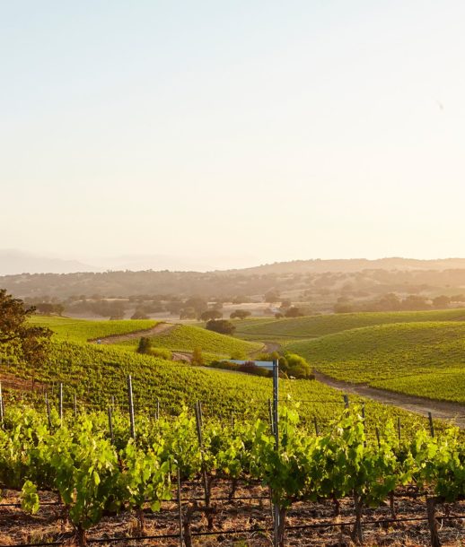 California Vineyards